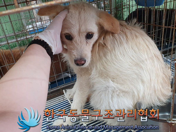 한국동물구조관리협회_441560202300752